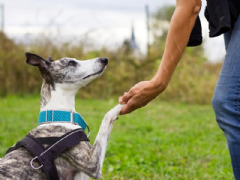 Imagem do Curso Online Adestramento Canino