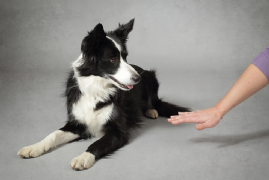 Imagem do Curso Online Adestramento Básico de Cães